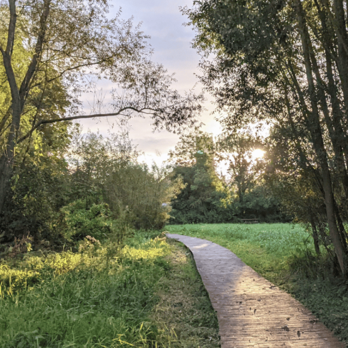 A green and leafy Howden Marsh, with Howden Minster in the background